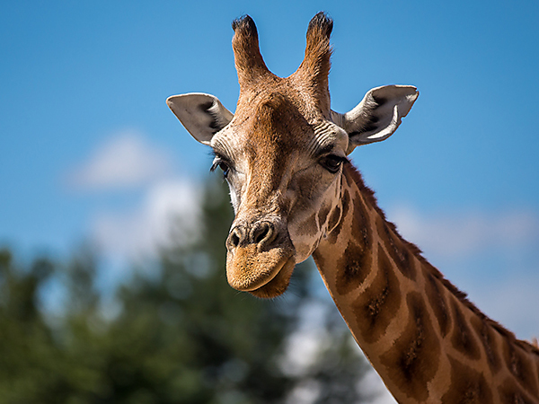 Chester-Zoo-City-Attraction