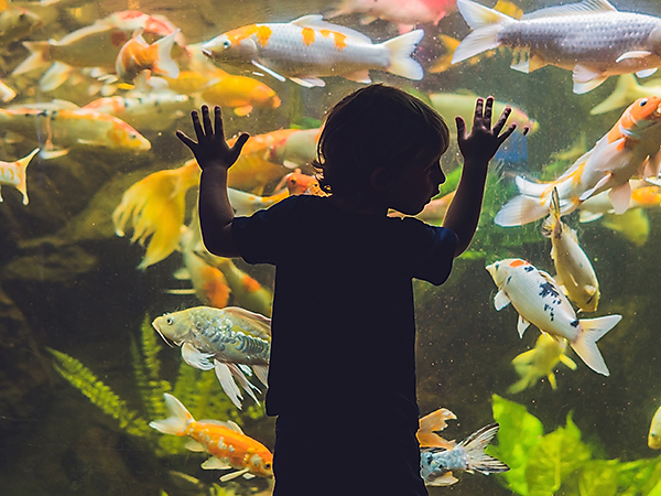 Bournemouth-Aquarium-City-Attraction